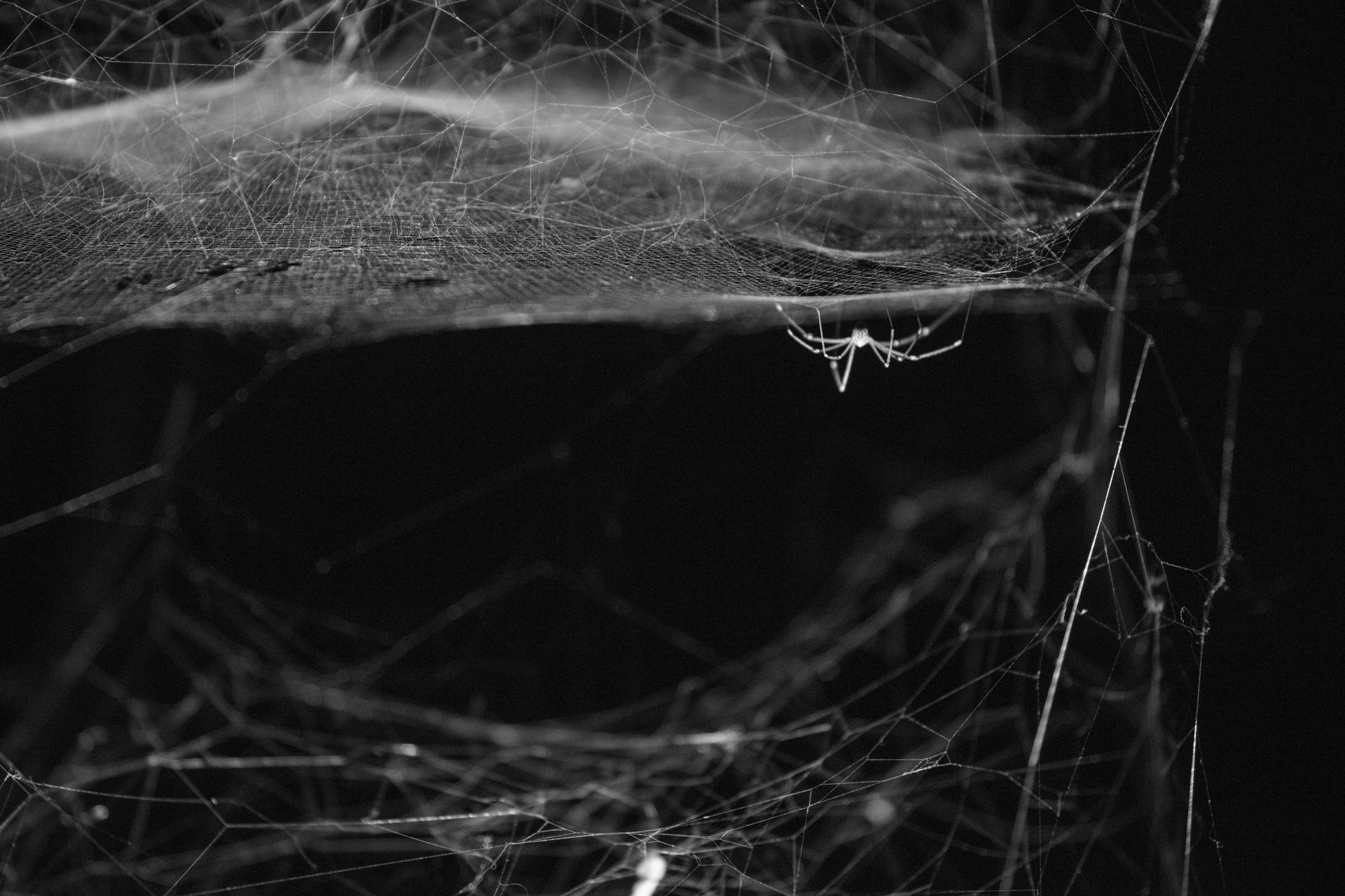 Webs of At-tent(s)ion, 2018. Installation view at ON AIR, carte blanche exhibition to Tomás Saraceno, Palais de Tokyo, Paris, 2018. Courtesy of the artist and neugerriemschneider (Berlin).