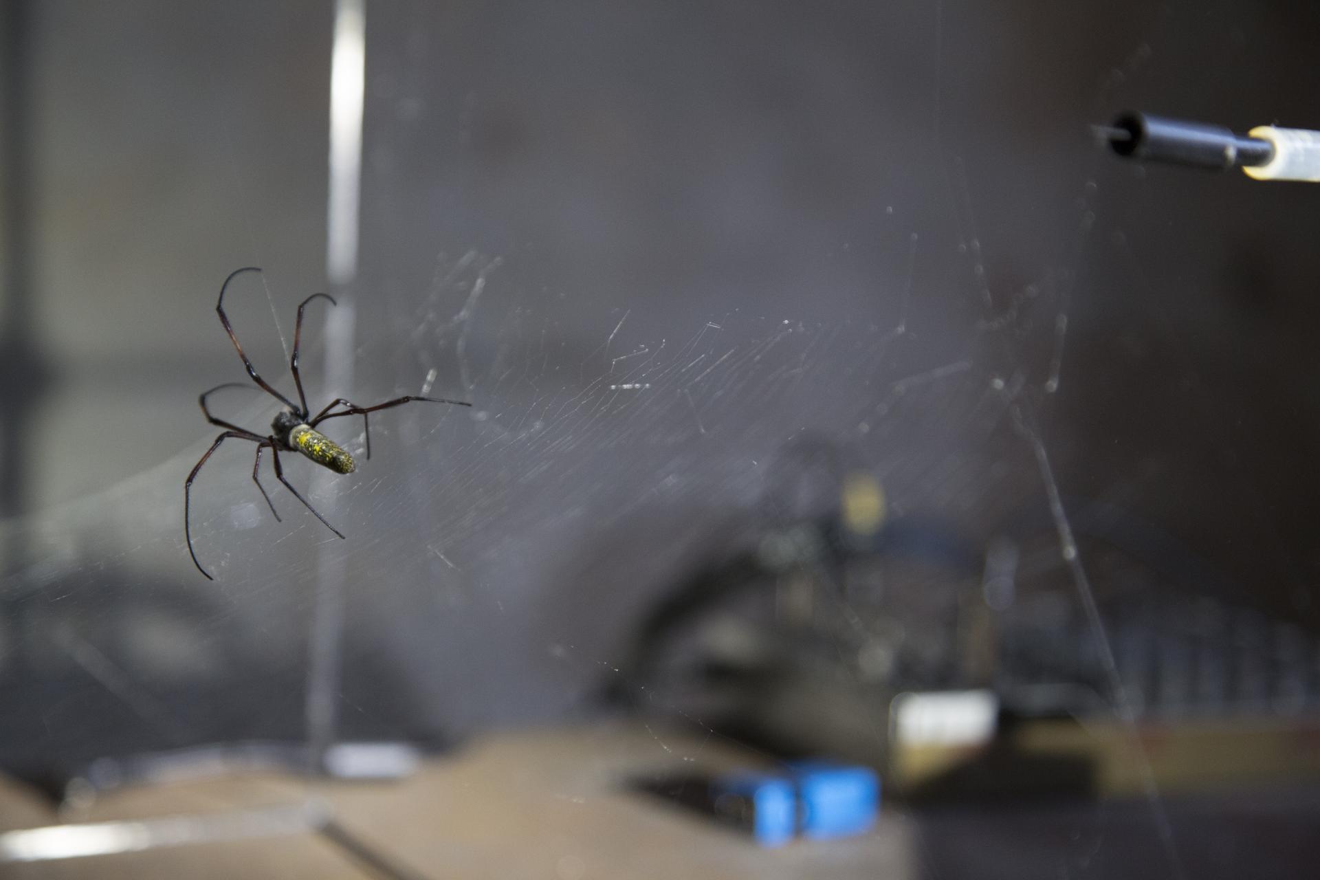 Cosmic Jive: The Spider Sessions