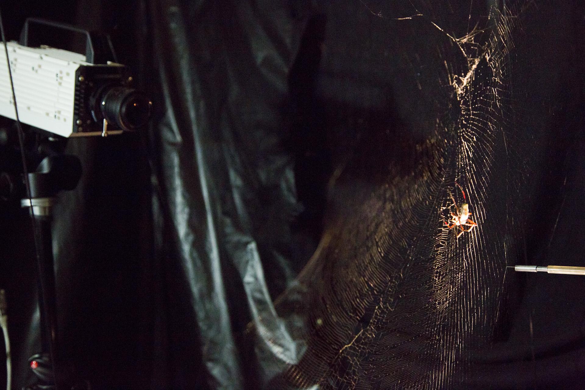Cosmic Jive: The Spider Sessions