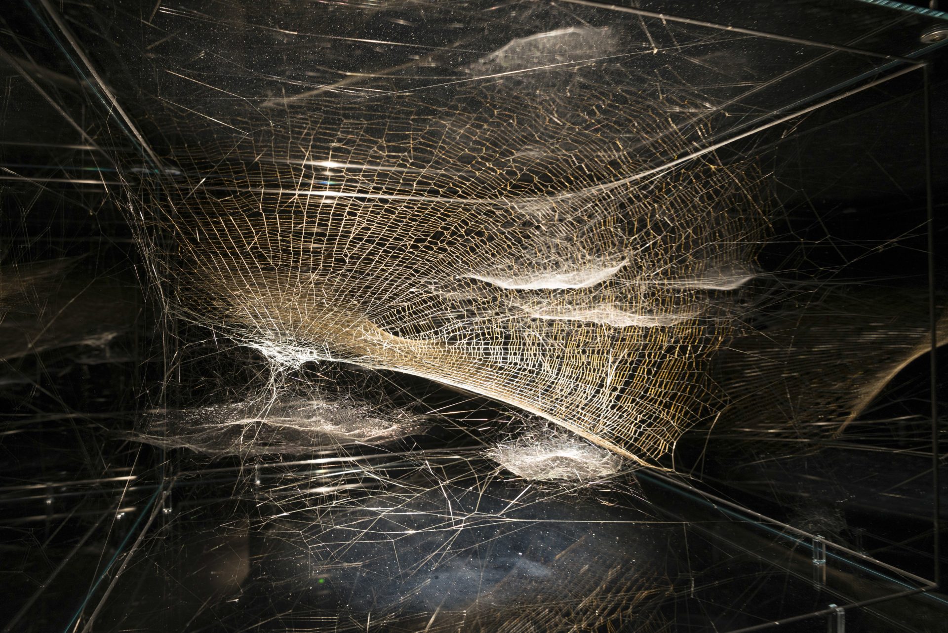 Entangled Orbits