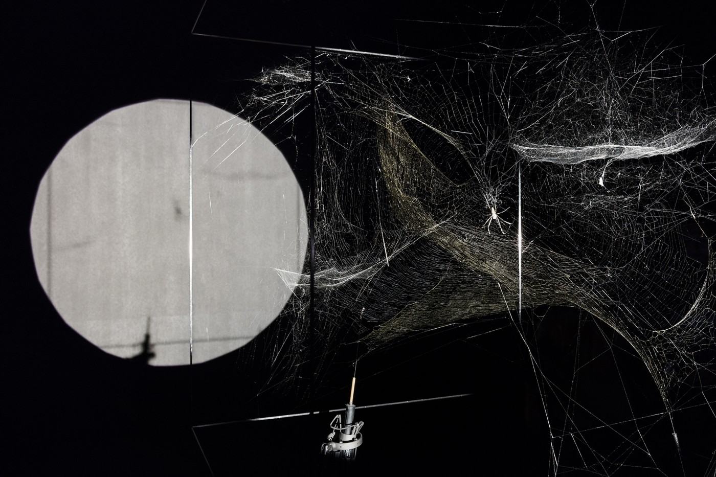 How to Entangle the Universe in a Spider Web
