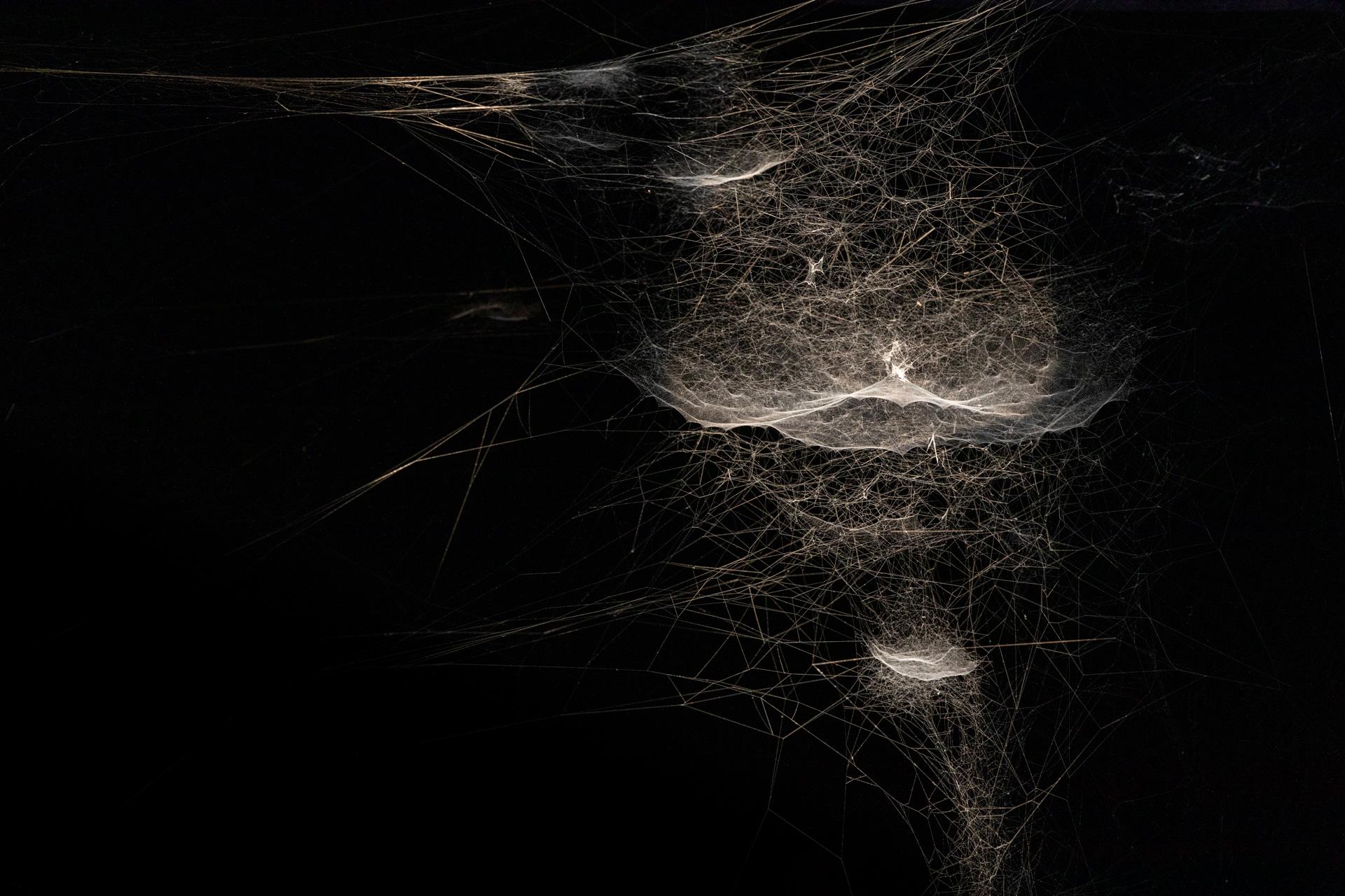 Spider/Web Pavilion 7
