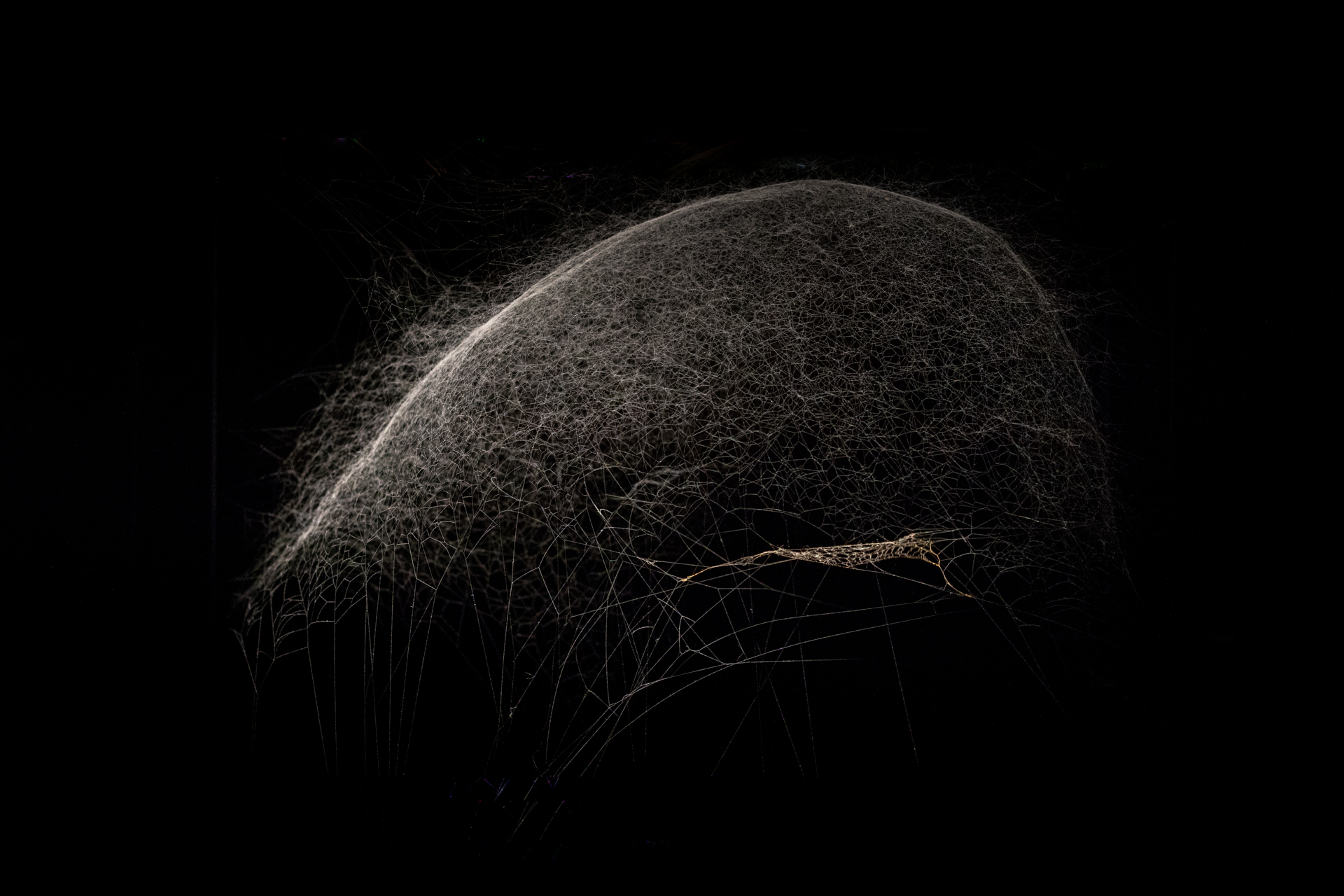 Webs of At-tent(s)ion, 2018. Installation view at ON AIR, carte blanche exhibition to Tomás Saraceno, Palais de Tokyo, Paris, 2018. Courtesy of the artist and neugerriemschneider (Berlin). Photography by Studio Tomás Saraceno.
