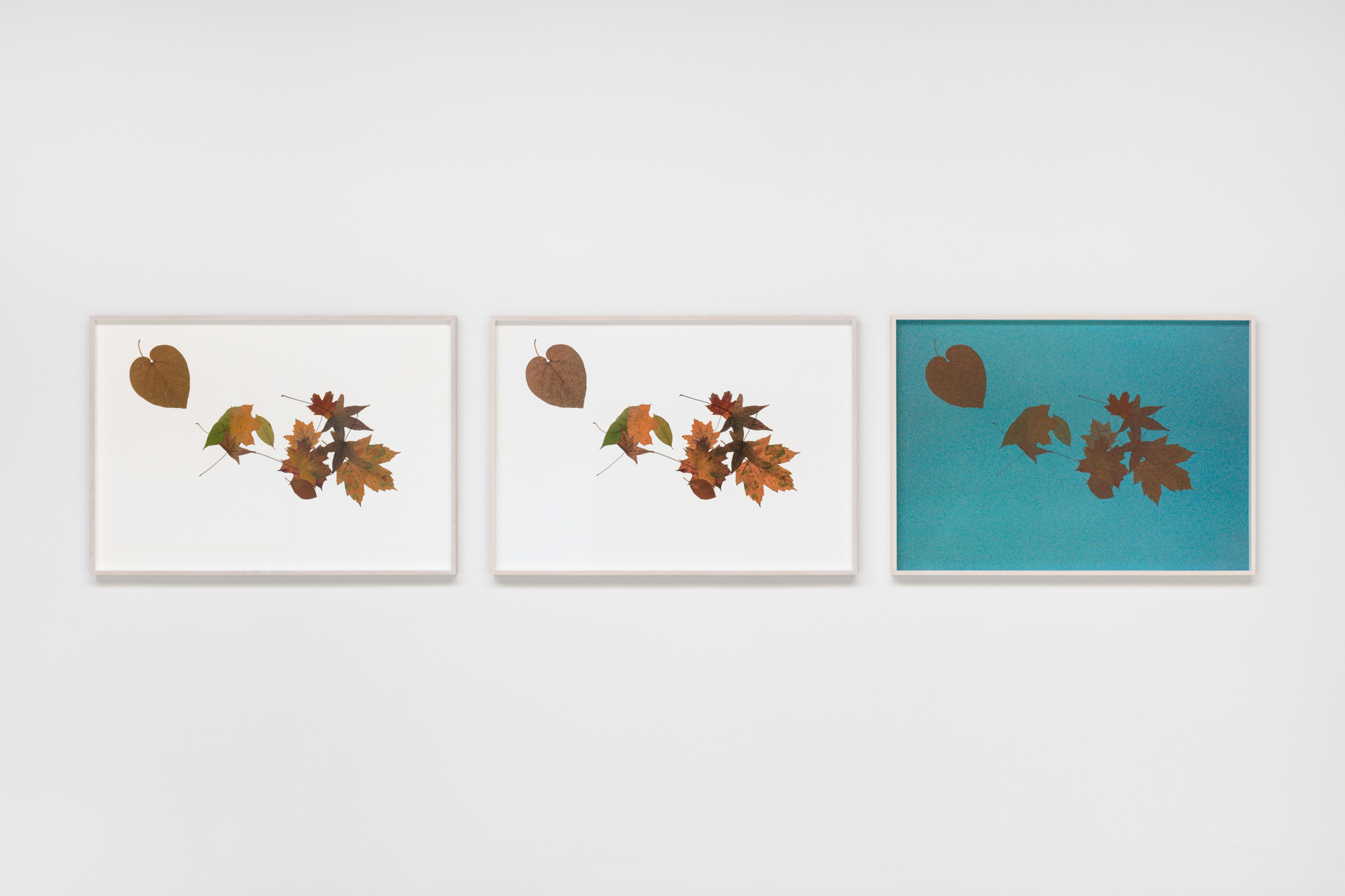 Silent Autumn / Silent Spring