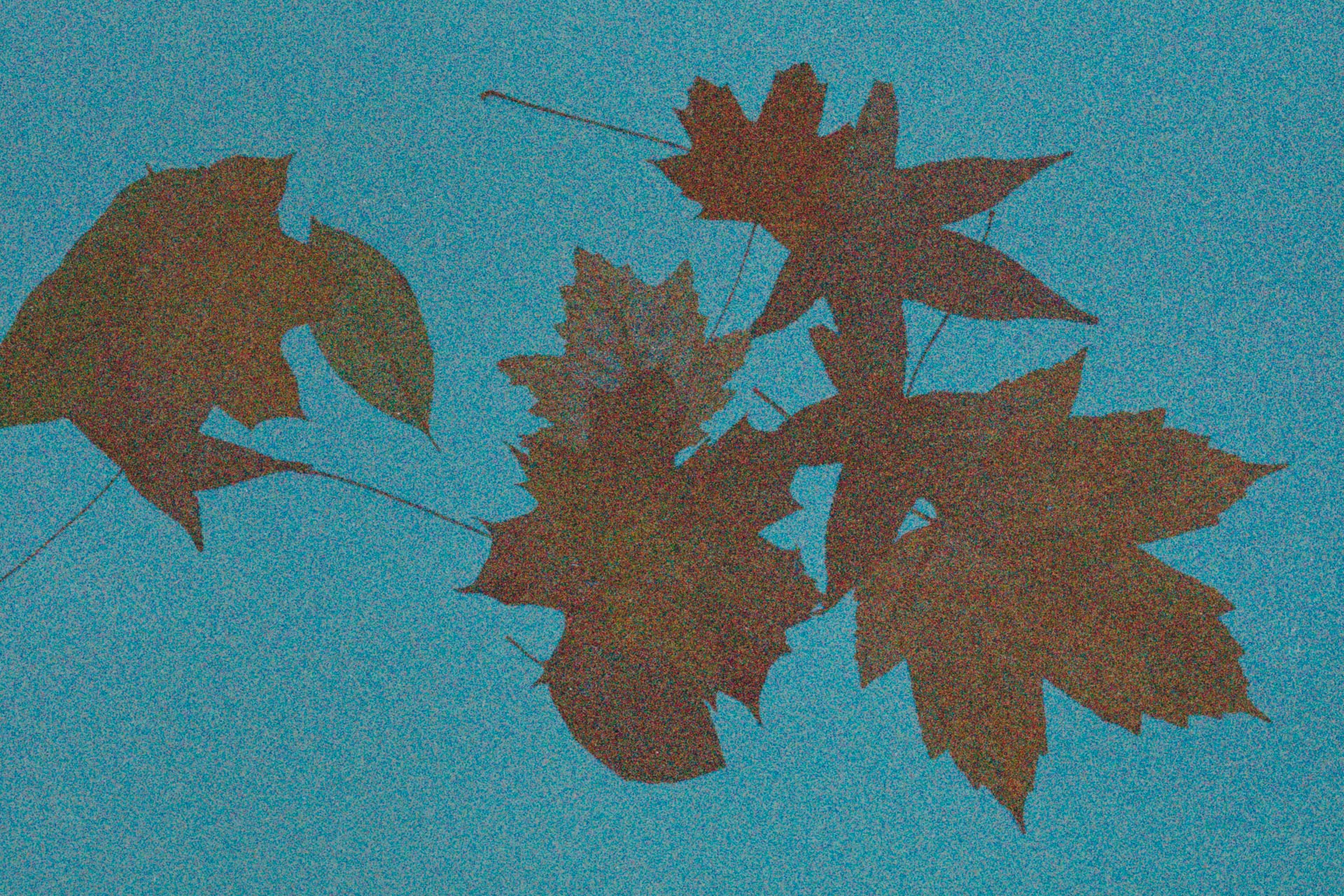 Silent Autumn / Silent Spring