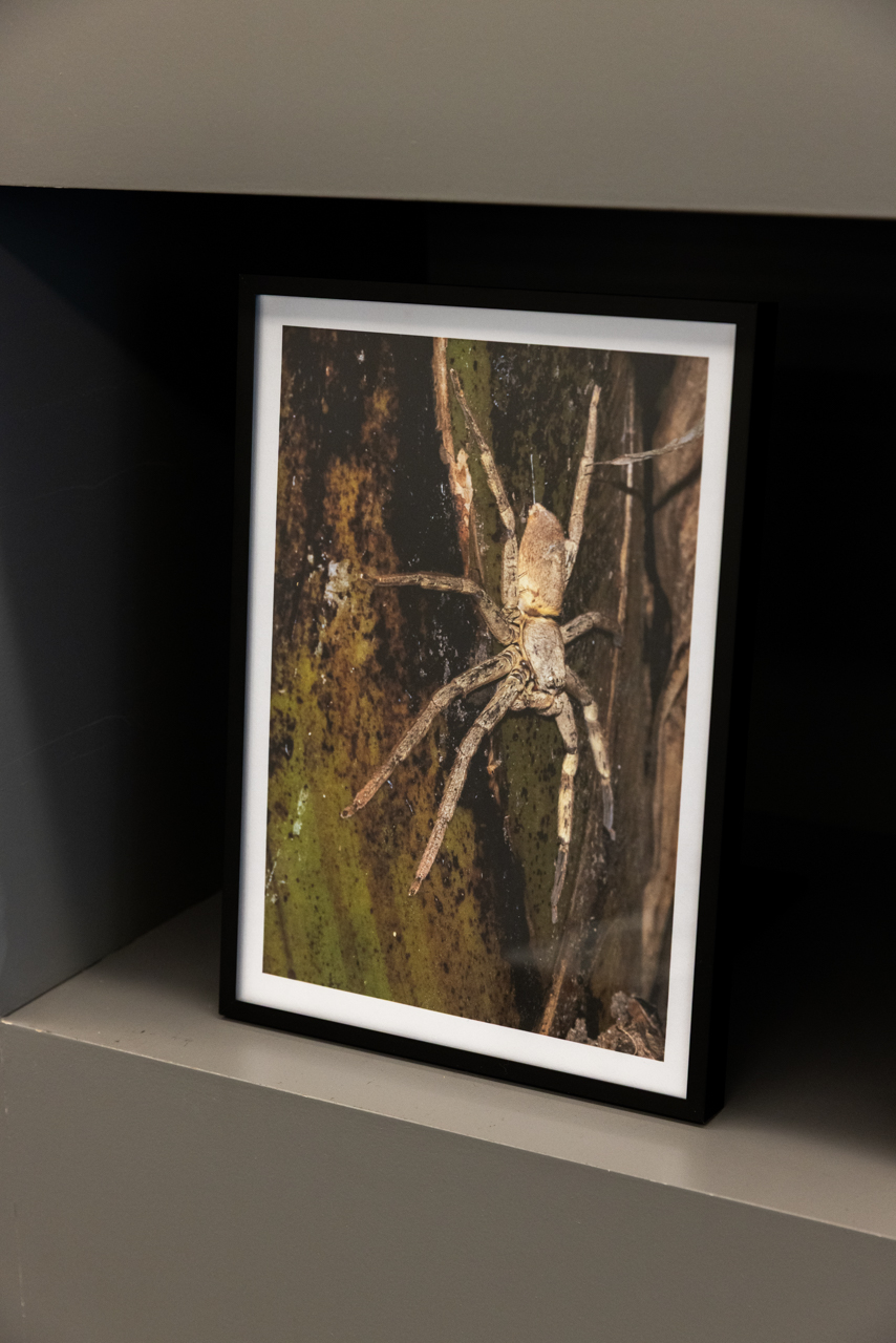 Heteropoda saracenoi