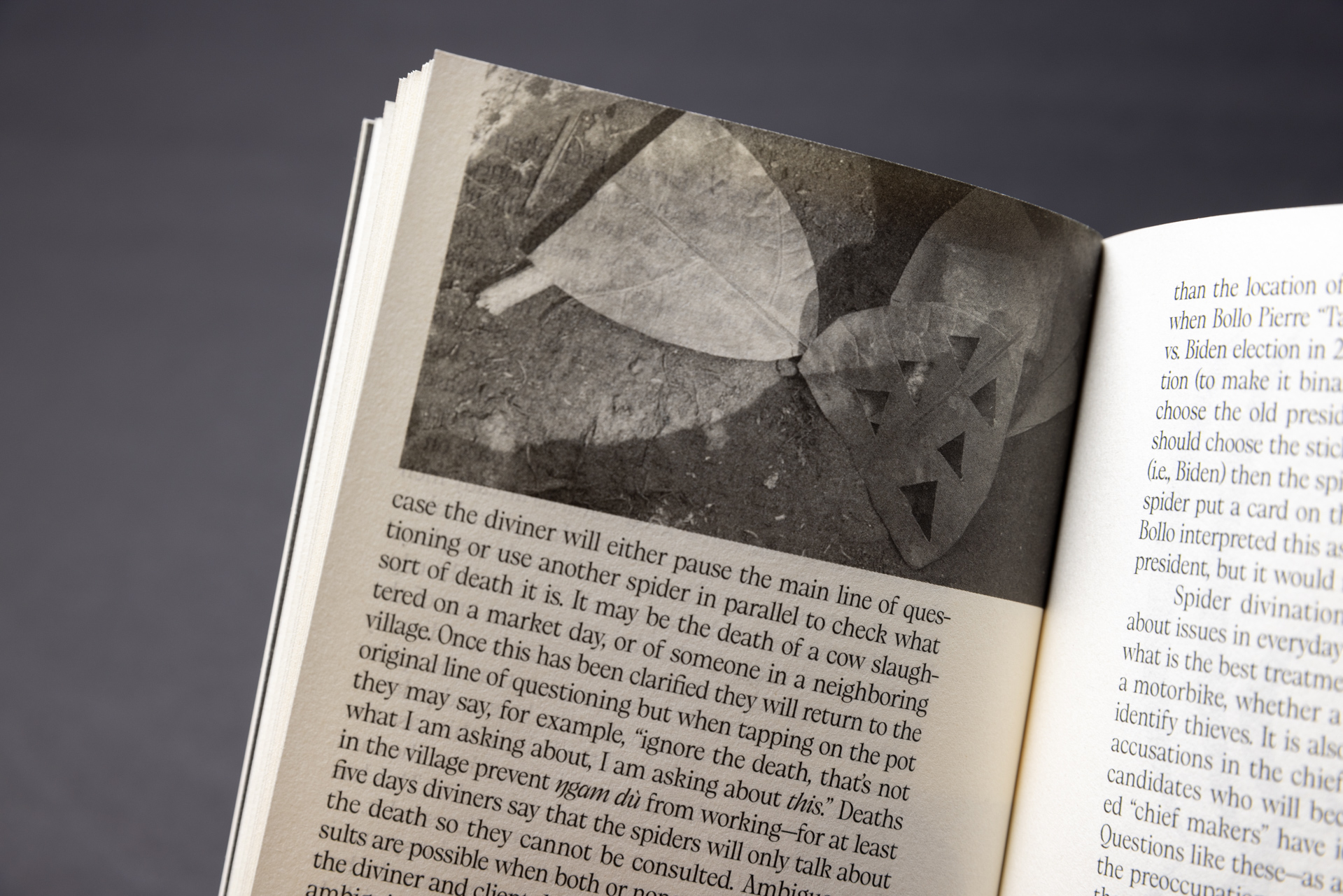 Life(s) of webs, arachnophobias, arachnophilias, and other stories