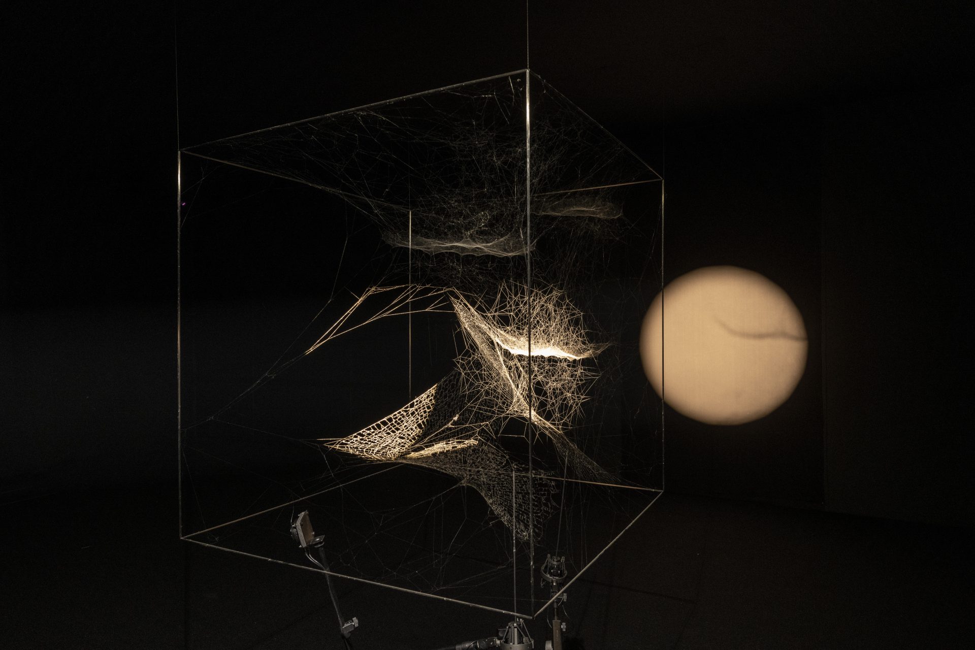Tomás Saraceno