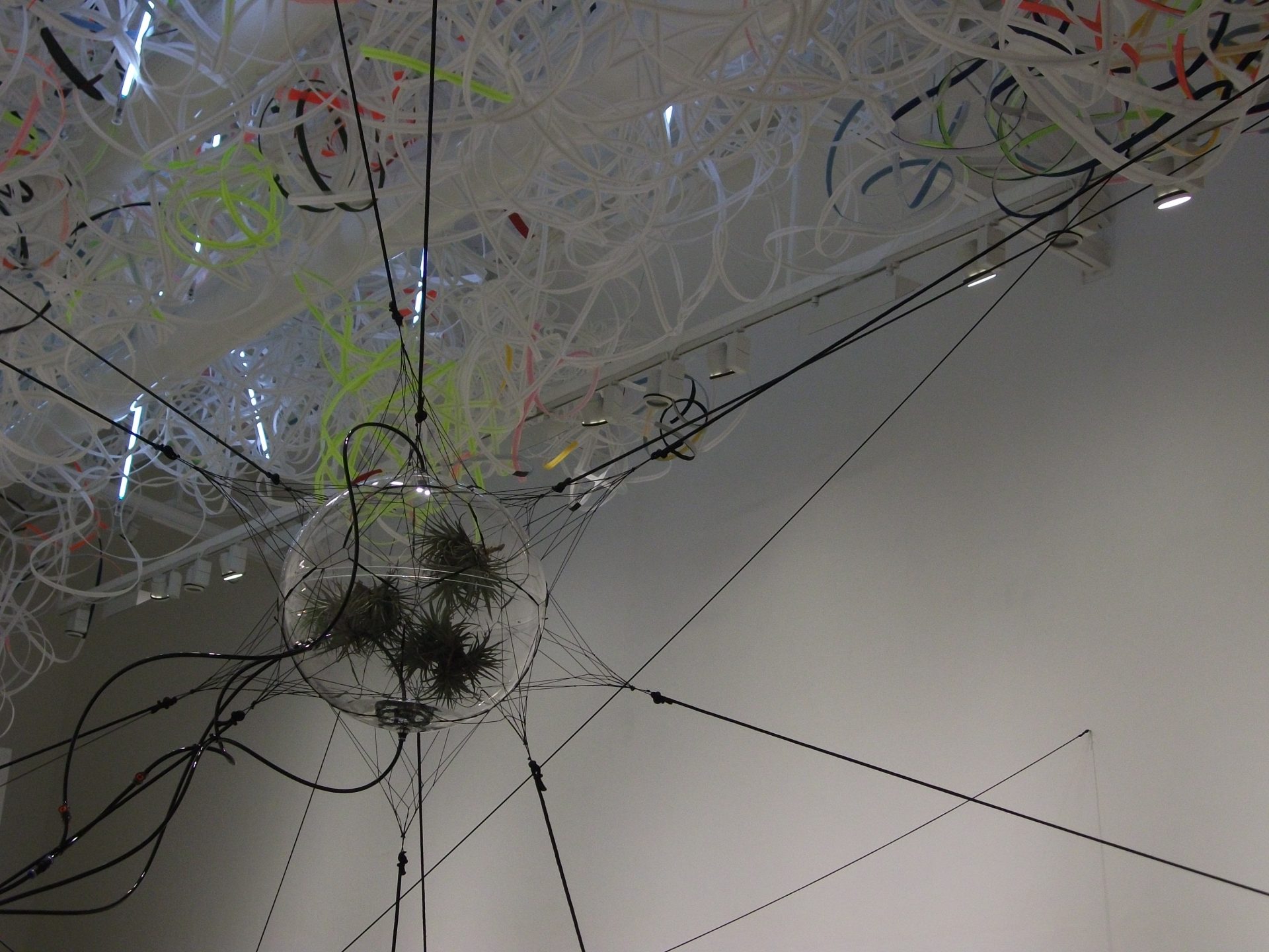 From Camogli to San Felipe, spiders weaving stars…