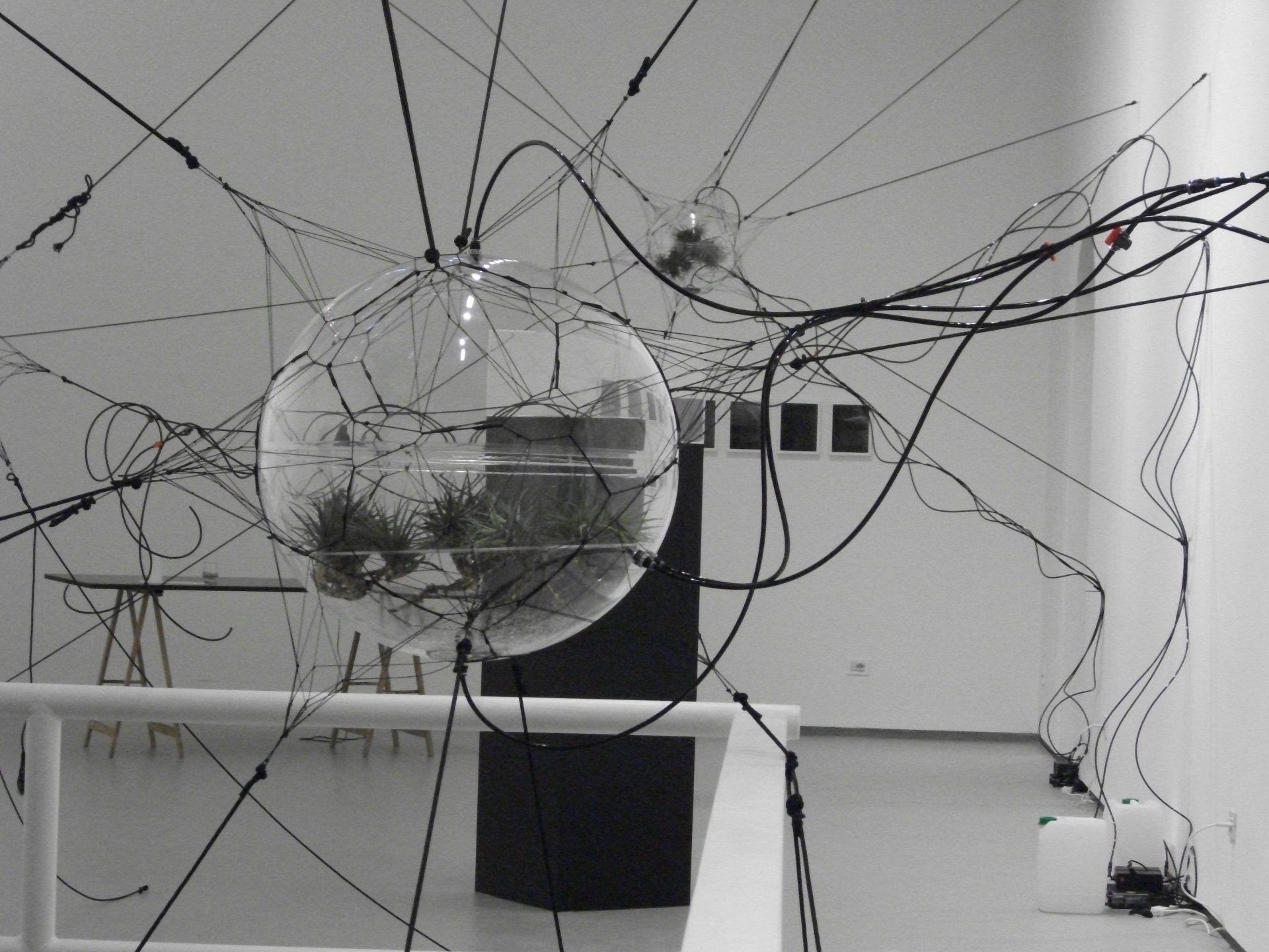 From Camogli to San Felipe, spiders weaving stars…