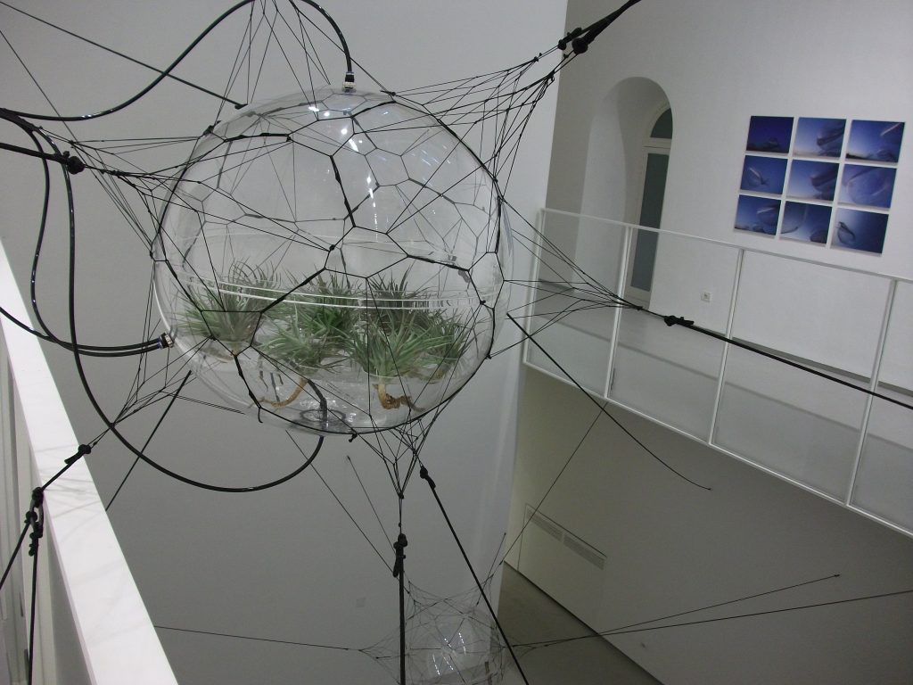 From Camogli to San Felipe, spiders weaving stars…