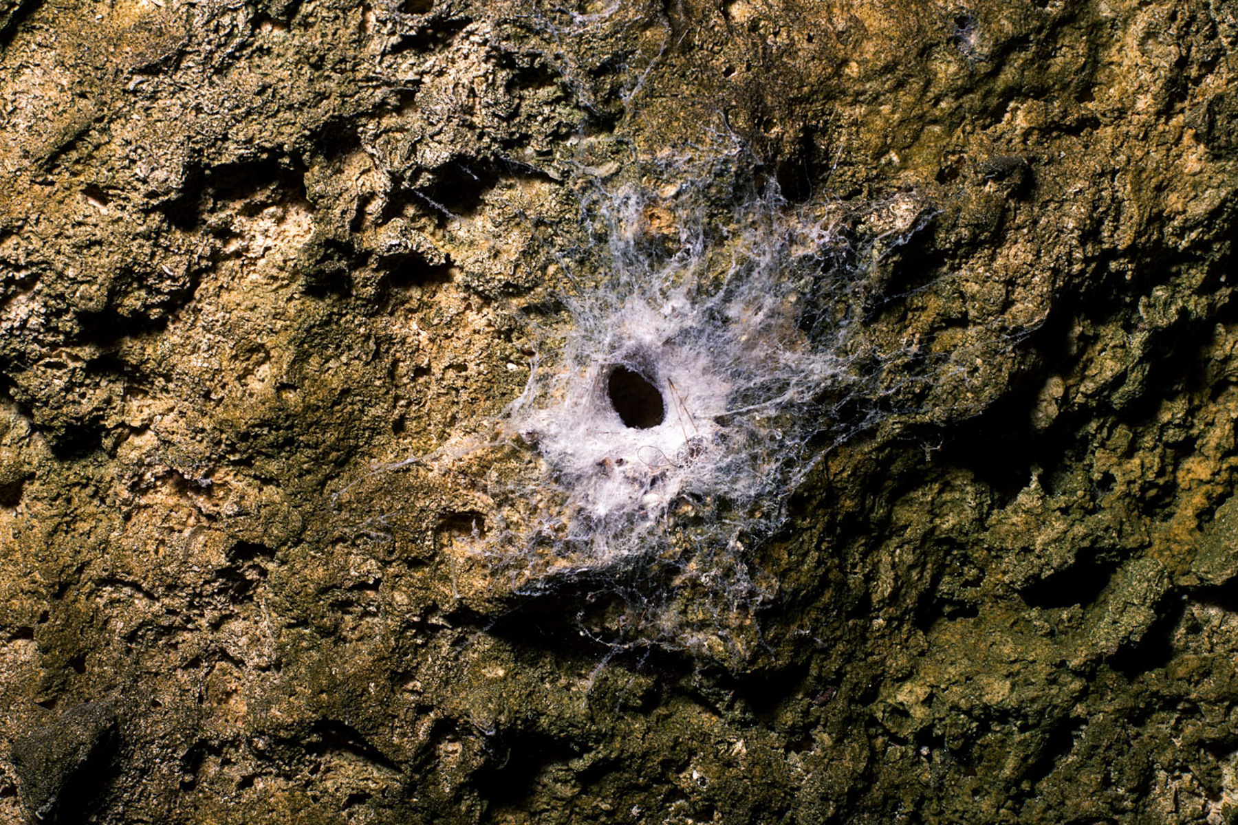 AnarcoAracnoAnacroArcano
