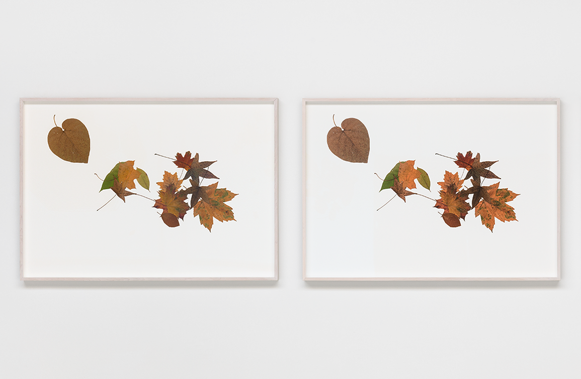 Silent Autumn / Silent Spring