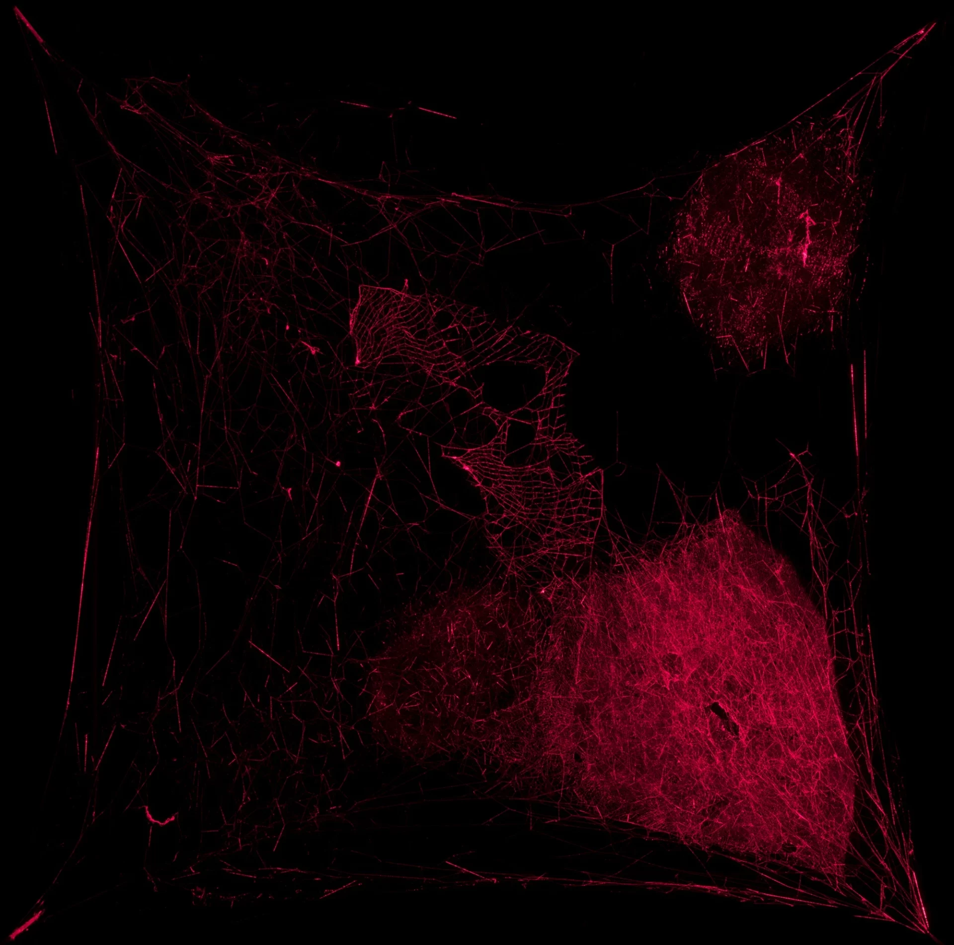 Tomás Saraceno