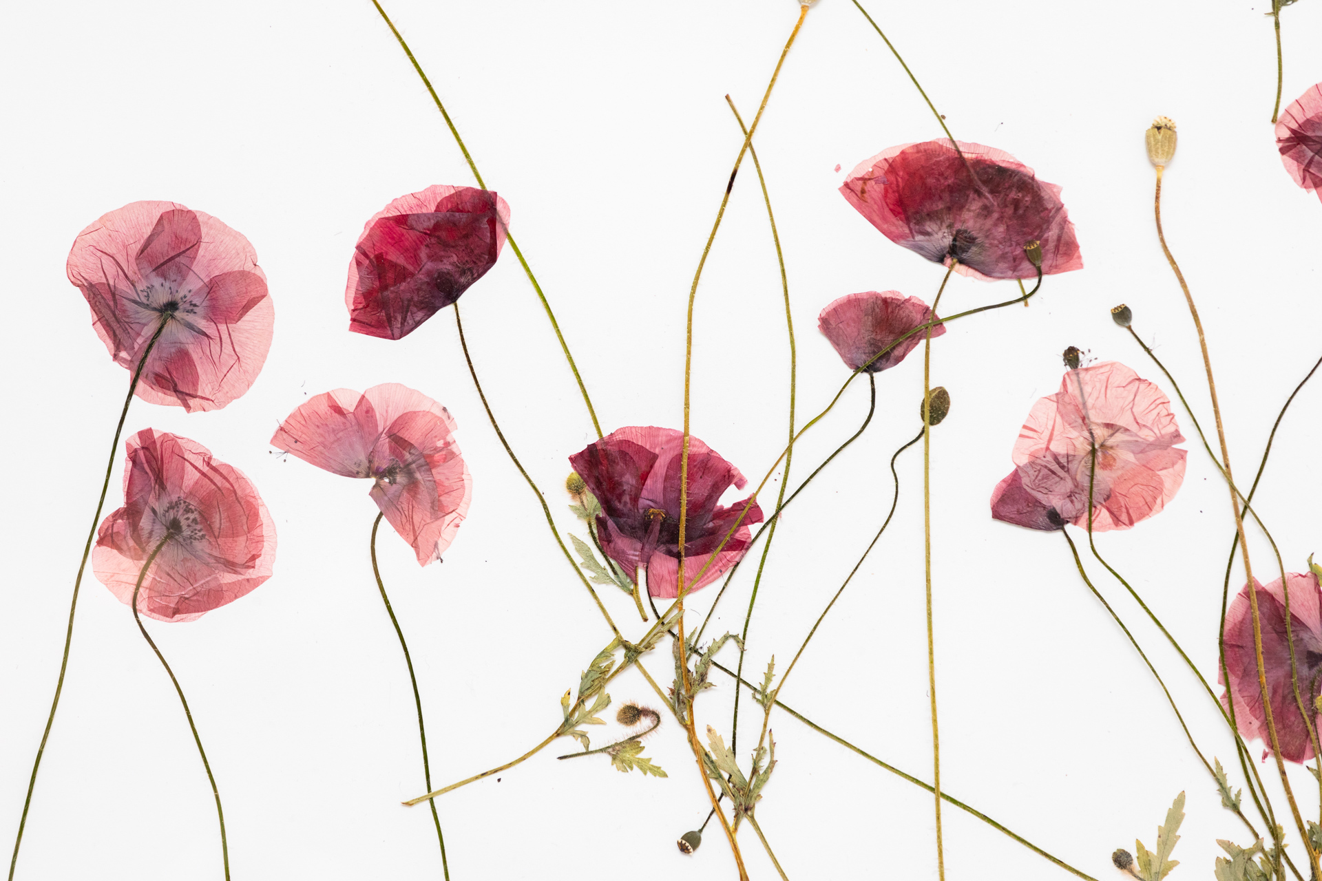 Silent Autumn / Silent Spring