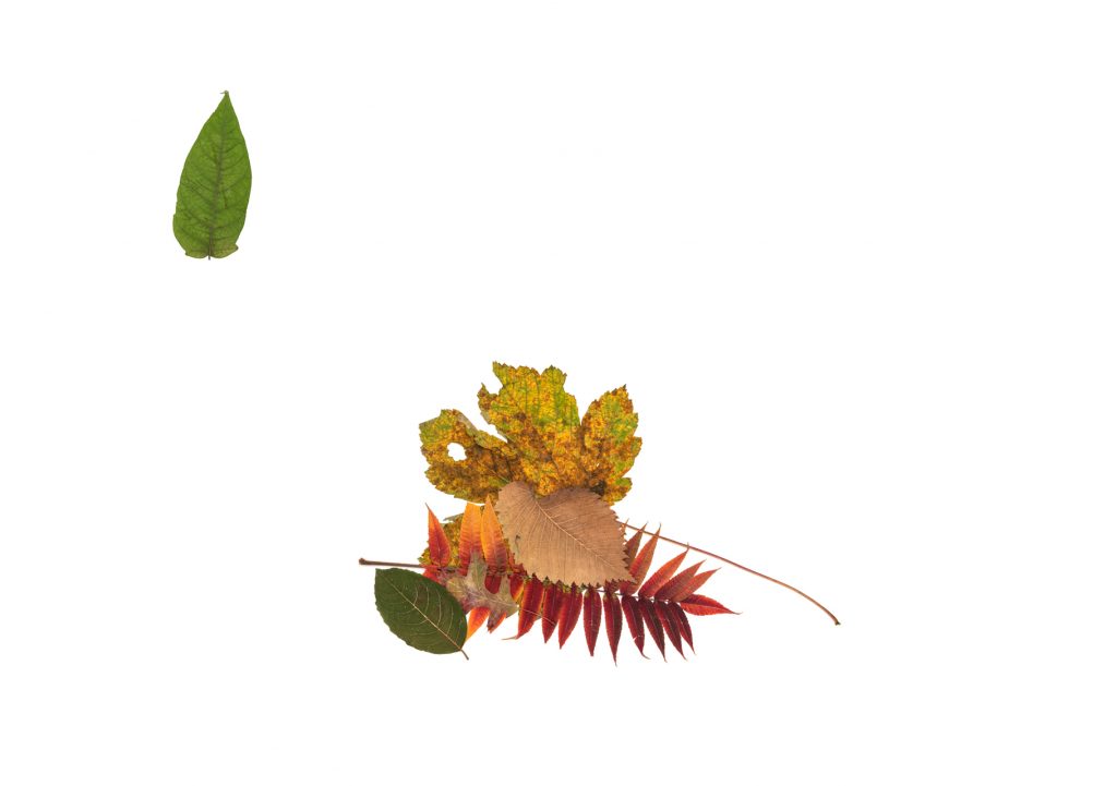 Silent Autumn / Silent Spring