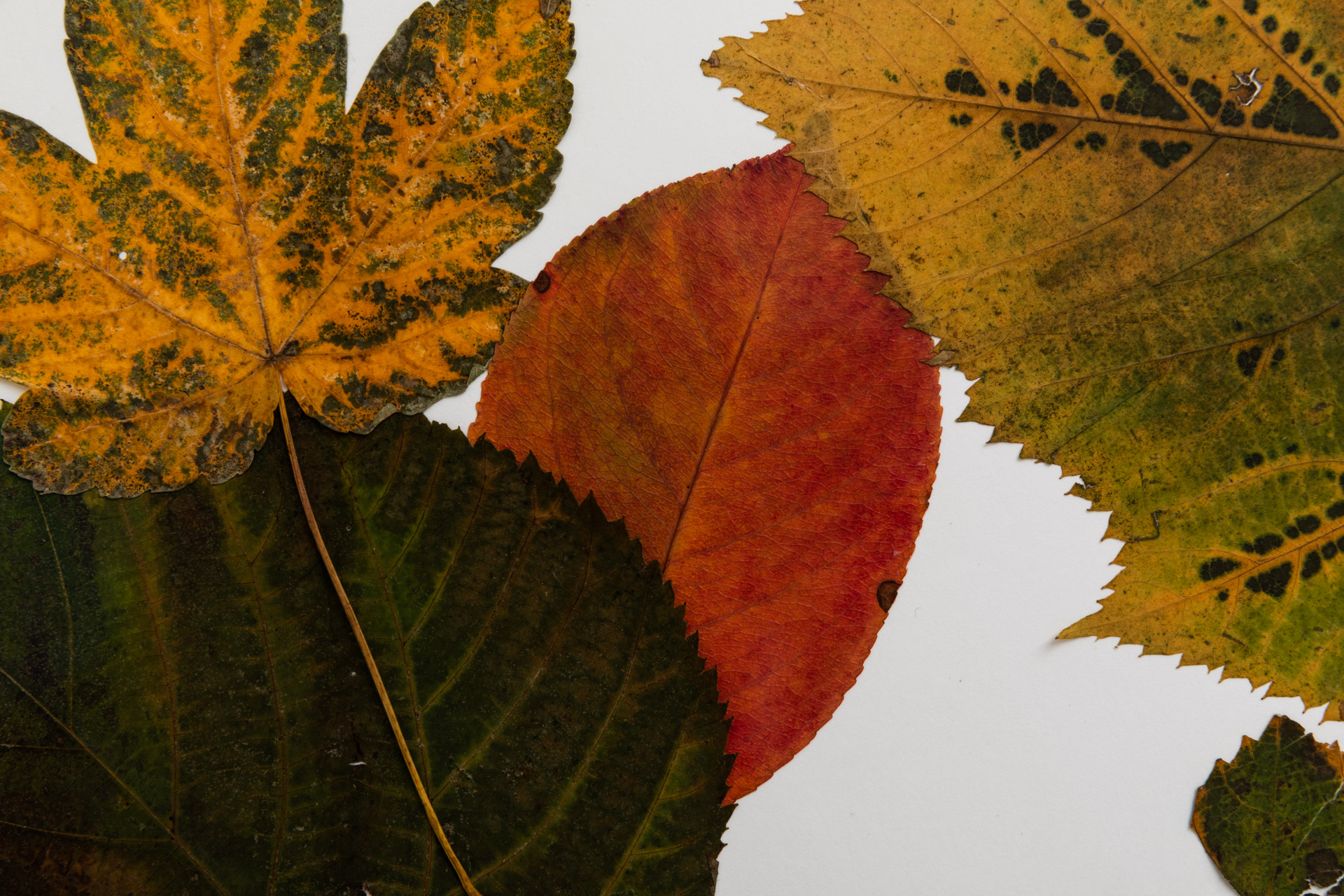 Silent Autumn / Silent Spring
