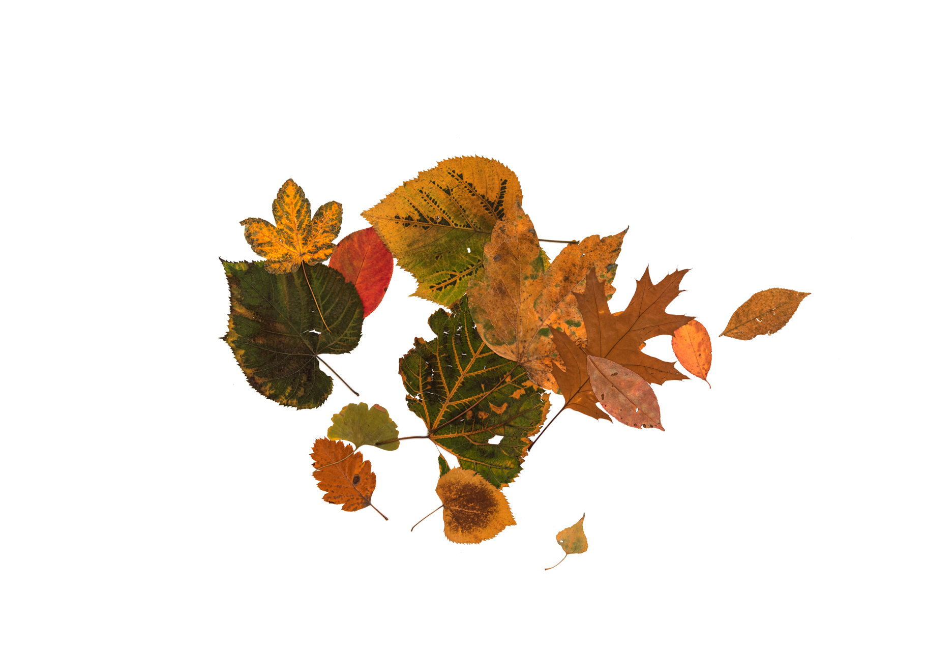 Silent Autumn / Silent Spring
