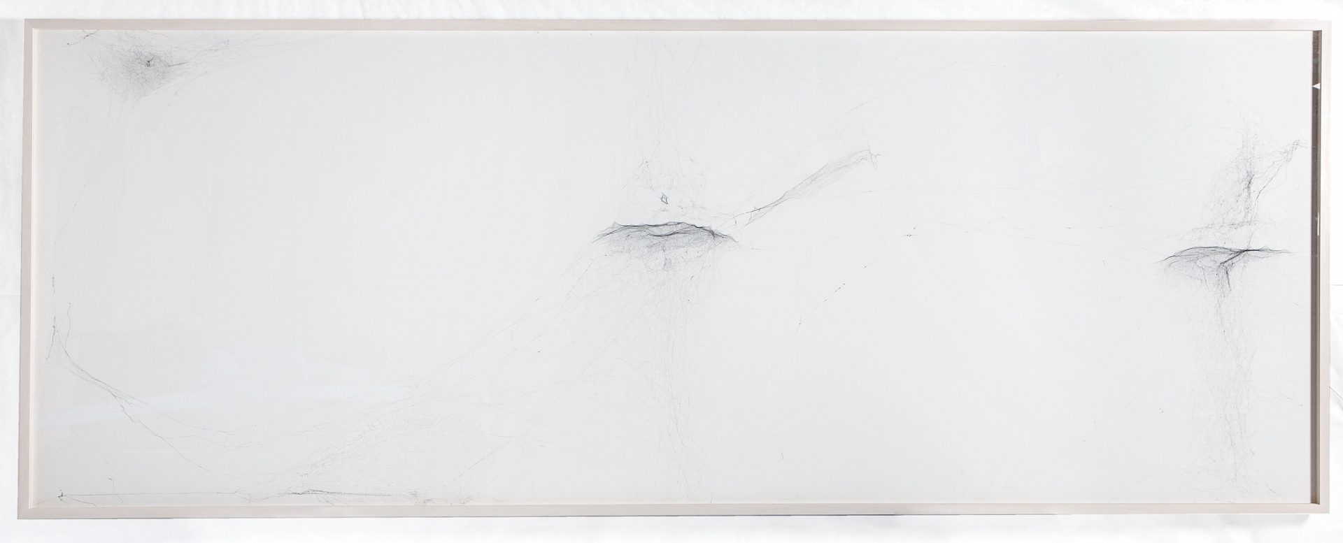 Solitary semi-social mapping of Ceginus by a duet of Nephila senegalensis – four weeks, a triplet of Cyrtophora citricola – three weeks, 2018
© Photography by Studio Tomás Saraceno, 2018